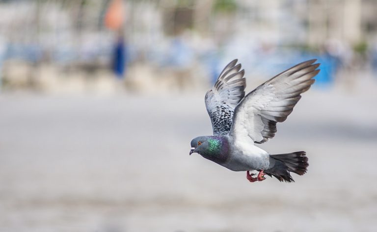 India accuses Pigeon of spying